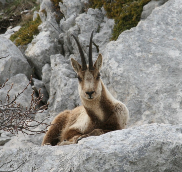 Camoscio d''Abruzzo Rupicapra pyrenaica ornata